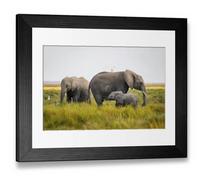 Framed Print : African elephant (Loxodonta africana) Framed Print : African elephant (Loxodonta africana)