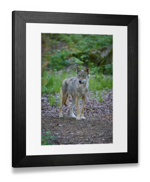 Framed Print : A single wolf stands alert in a sparse forest Framed Print : A single wolf stands alert in a sparse forest