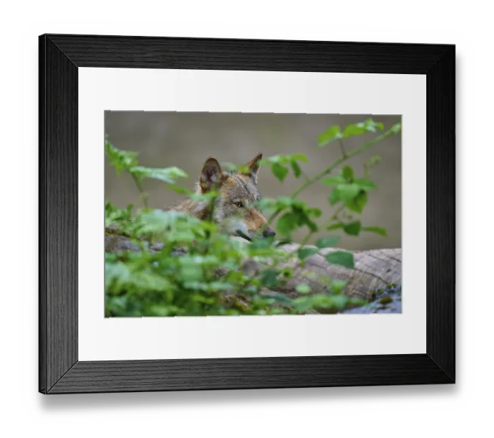Framed Print : A wolf hides behind plants and observes the environment
