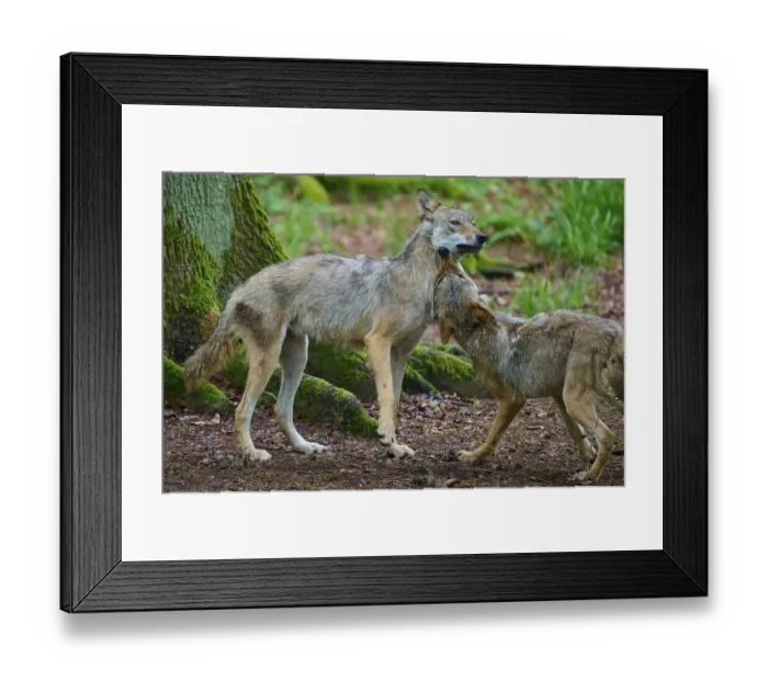 Framed Print : Two wolves interacting dynamically in a wooded area Framed Print : Two wolves interacting dynamically in a wooded area