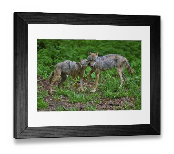 Framed Print : A wolf shows affection for another in a green forest Framed Print : A wolf shows affection for another in a green forest