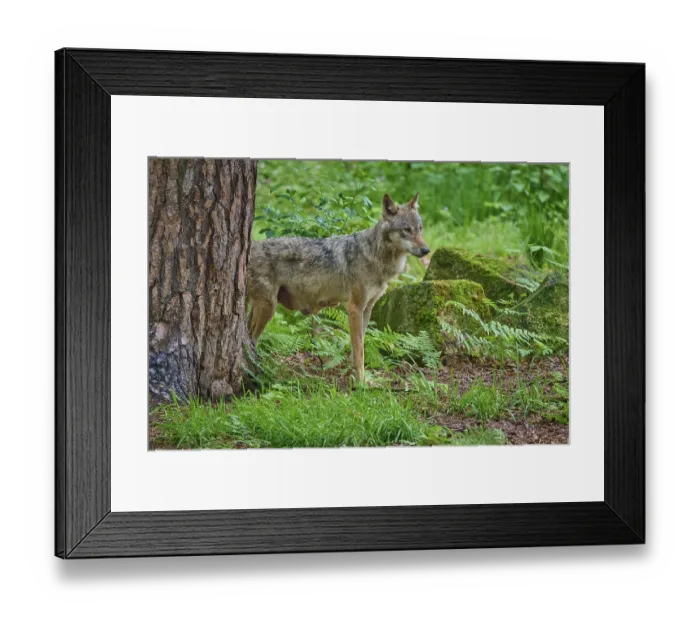 Framed Print : A standing wolf in the forest next to a tree and stones Framed Print : A standing wolf in the forest next to a tree and stones