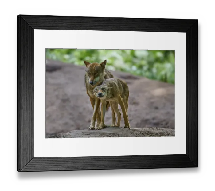 Framed Print : Two wolves stand side by side on a hill in the forest Framed Print : Two wolves stand side by side on a hill in the forest