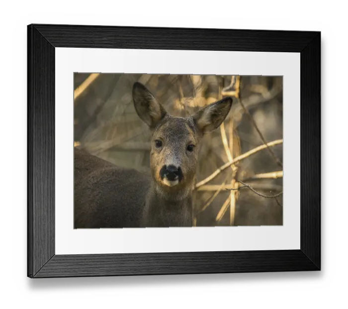 Framed Print : Wild living roe deer in forest at Furulunden Framed Print : Wild living roe deer in forest at Furulunden