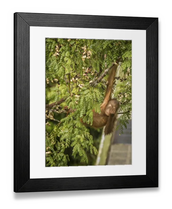 Framed Print : This wild young orangutan is climbing the rainforest trees to find red berries to eat