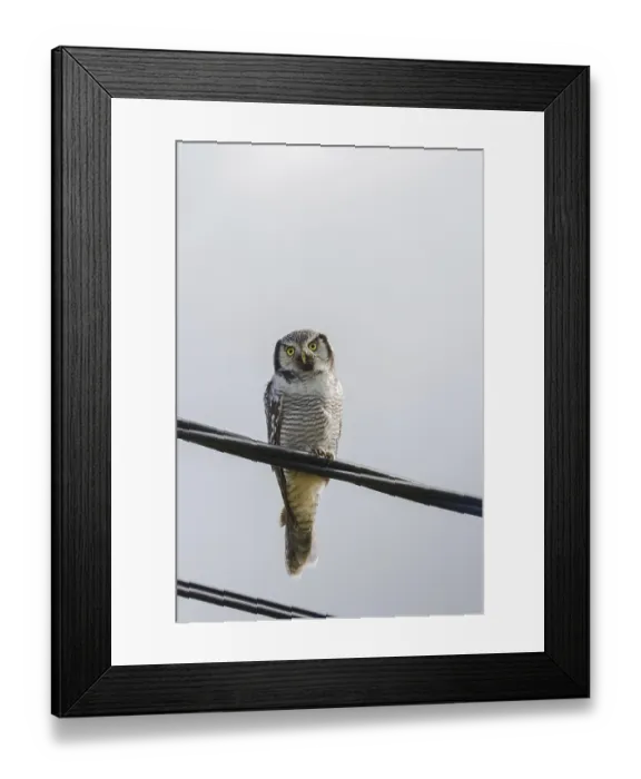 Framed Print : Northern Hawk Owl - Surnia ulula - resting on electric wire with a white sky as background