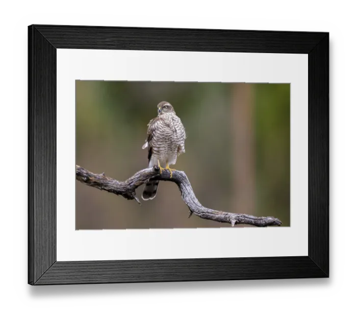 Framed Print : Sparrow Hawk sitting on an old