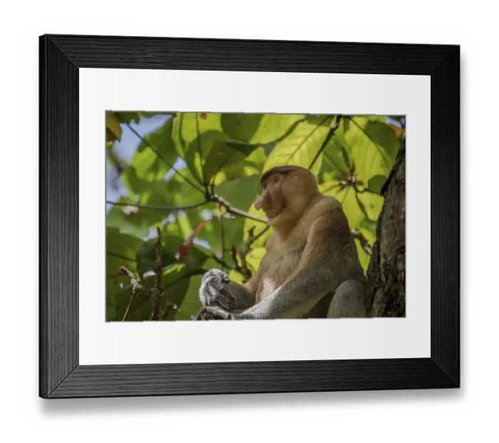 Framed Print : Endangered Proboscis Monkey (Nasalis larvatus) sitting in a tree in Bako National Park Framed Print : Endangered Proboscis Monkey (Nasalis larvatus) sitting in a tree in Bako National Park