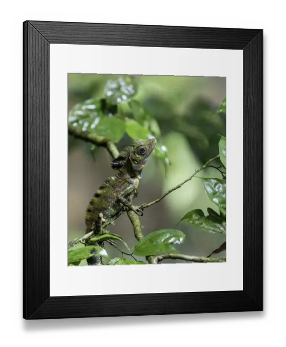 Framed Print : Chameleon sitting very still in tree branches in the rainforest in Mulu Framed Print : Chameleon sitting very still in tree branches in the rainforest in Mulu