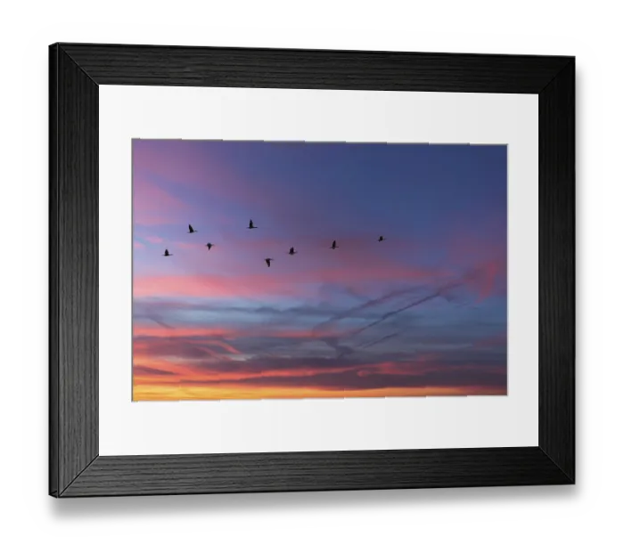 Framed Print : Migrating cranes (wildebeest) in the red evening sky over the Baltic Sea