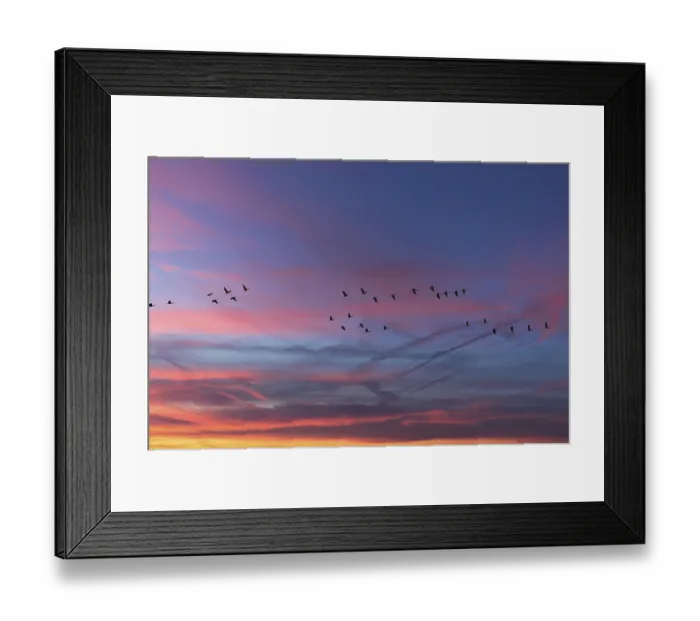 Framed Print : Flying cranes (Grus grus) in the evening sky