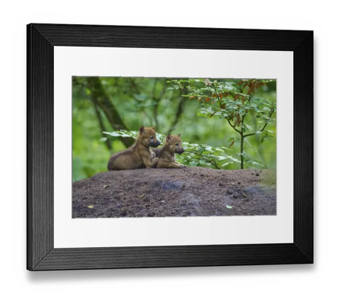 Framed Print : Two wolf pups sitting close together on a hill