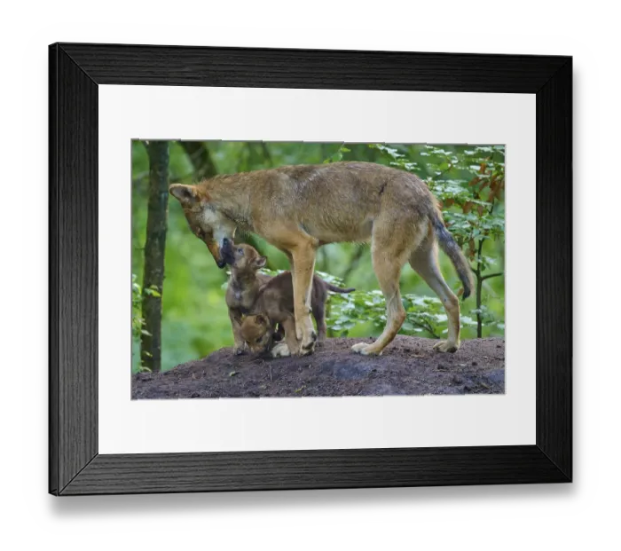 Framed Print : A wolf interacts lovingly with two puppies Framed Print : A wolf interacts lovingly with two puppies