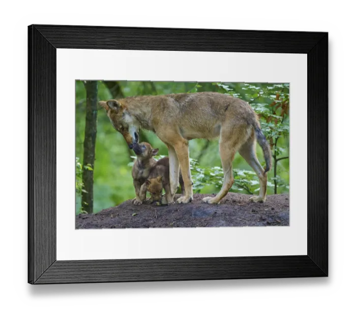 Framed Print : A wolf shows gentle affection for puppies