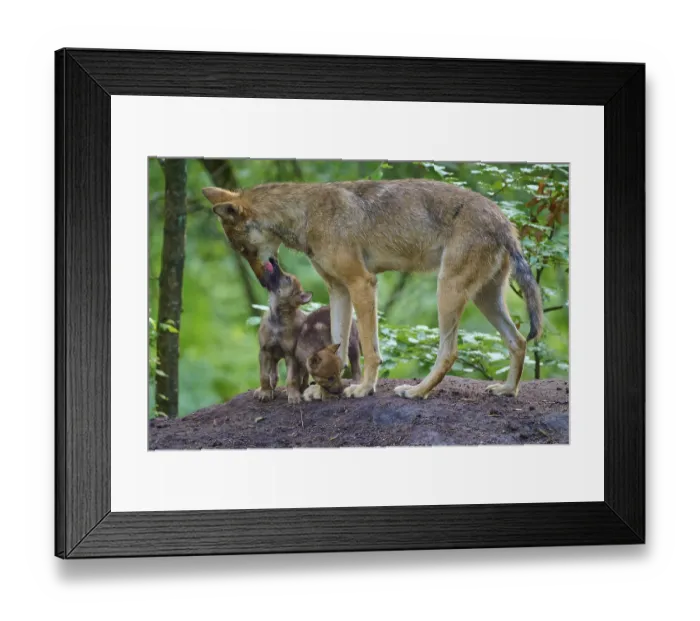 Framed Print : A wolf shows care for curious puppies Framed Print : A wolf shows care for curious puppies