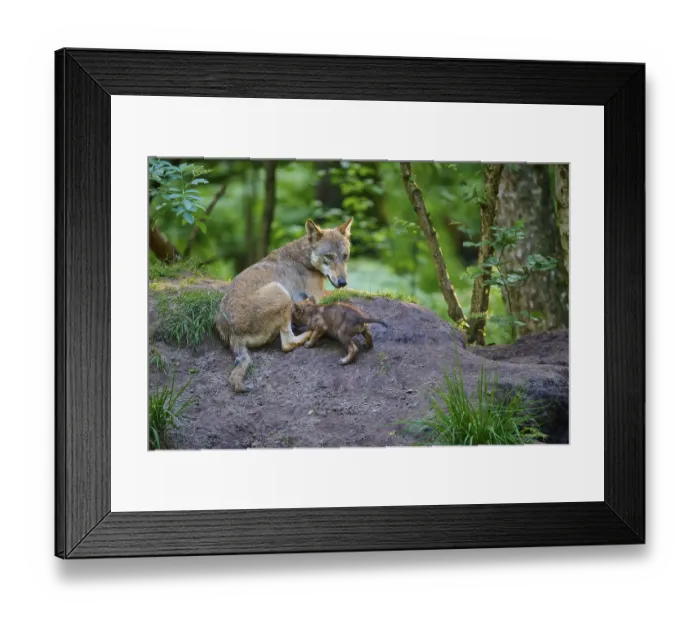 Framed Print : A wolf lying in the forest with a sucking puppy Framed Print : A wolf lying in the forest with a sucking puppy