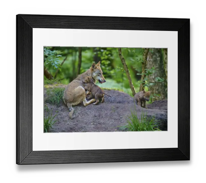 Framed Print : She-wolf lying in the forest with puppies and showing care
