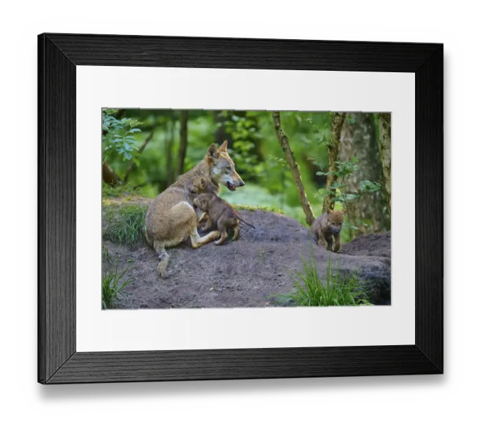Framed Print : She-wolf with two puppies sitting in the forest showing care