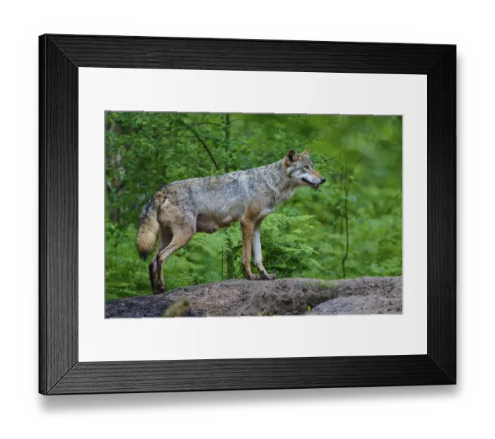 Framed Print : A female wolf with mammals stands on a hill and looks into the distance Framed Print : A female wolf with mammals stands on a hill and looks into the distance