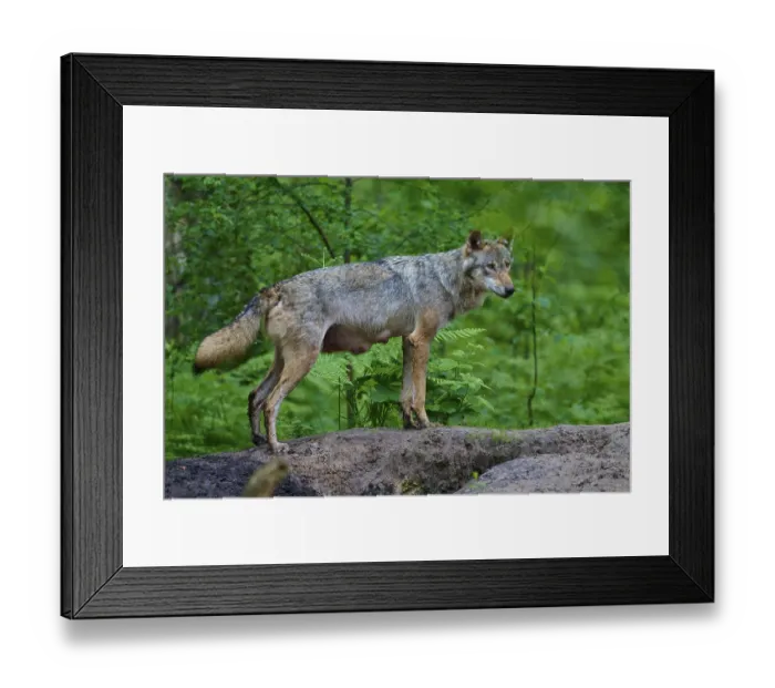 Framed Print : An observant female wolf with mammals observes her surroundings in the dense forest