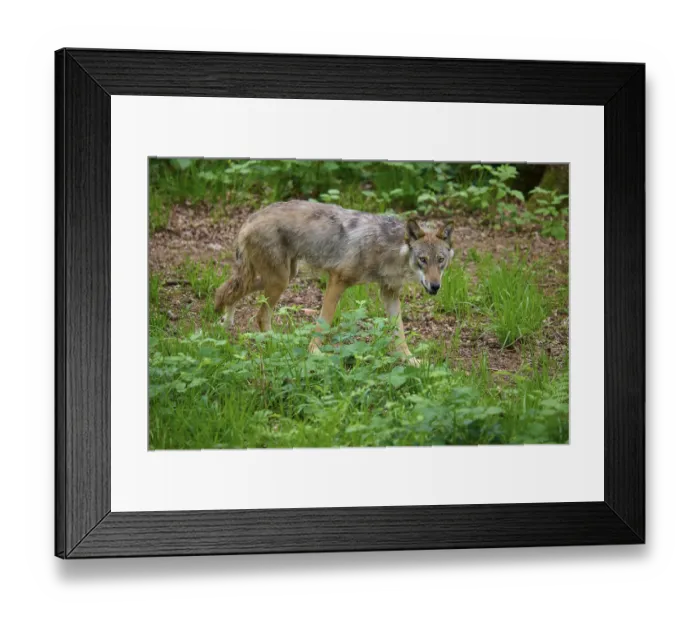 Framed Print : A watchful wolf walks carefully through the green undergrowth in the forest Framed Print : A watchful wolf walks carefully through the green undergrowth in the forest