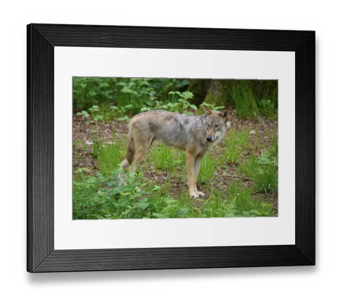 Framed Print : A wolf looks backwards in the green forest Framed Print : A wolf looks backwards in the green forest