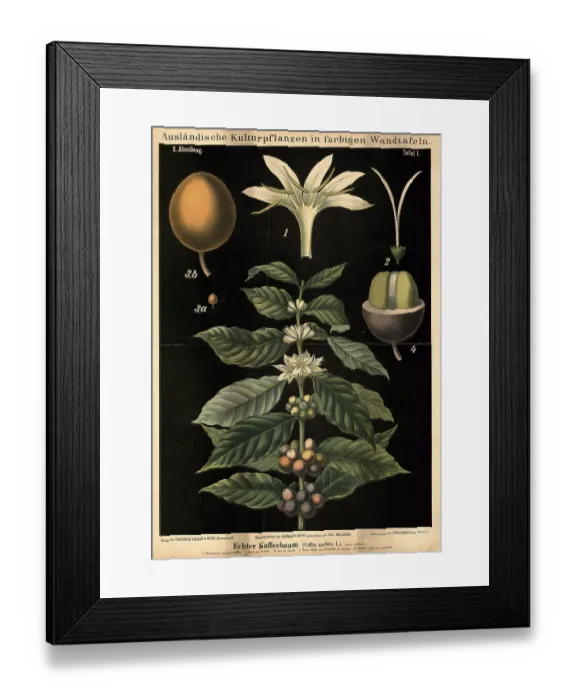 Framed Print : Cultivated plant, coffee, coffee tree