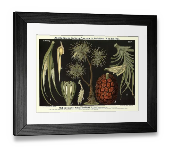 Framed Print : Cultivated plant, fragrant screw tree Framed Print : Cultivated plant, fragrant screw tree
