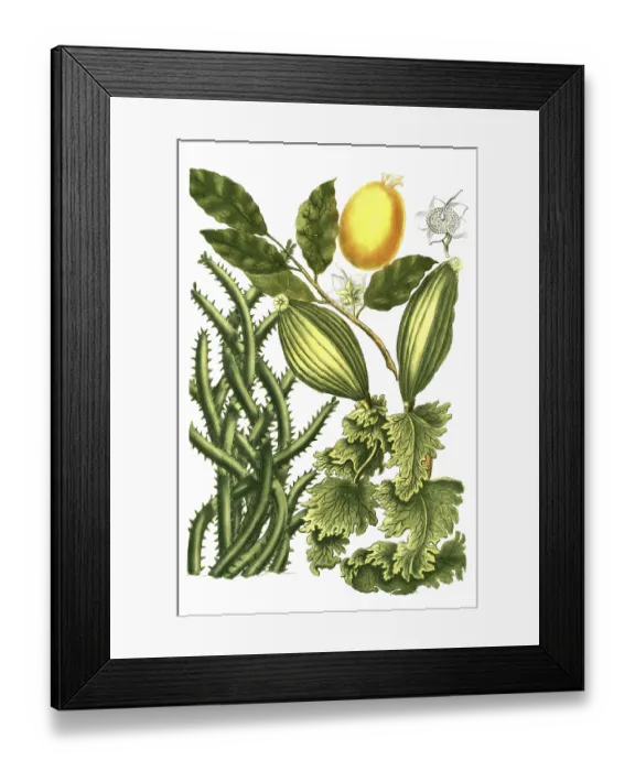 Framed Print : Guanabanus javensis, guanabane