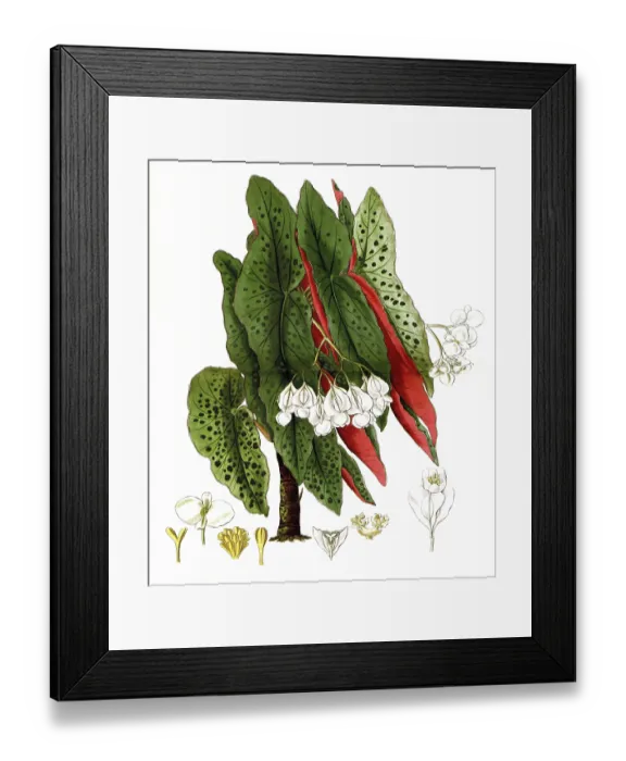 Framed Print : Type of begonia, begonia argyrostigma