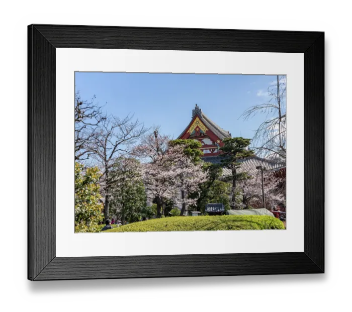 Framed Print : Blooming cherry trees and red-gold roof gable of a temple building