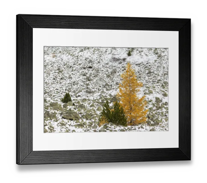 Framed Print : Larch (Larix) in autumn, snow, autumn