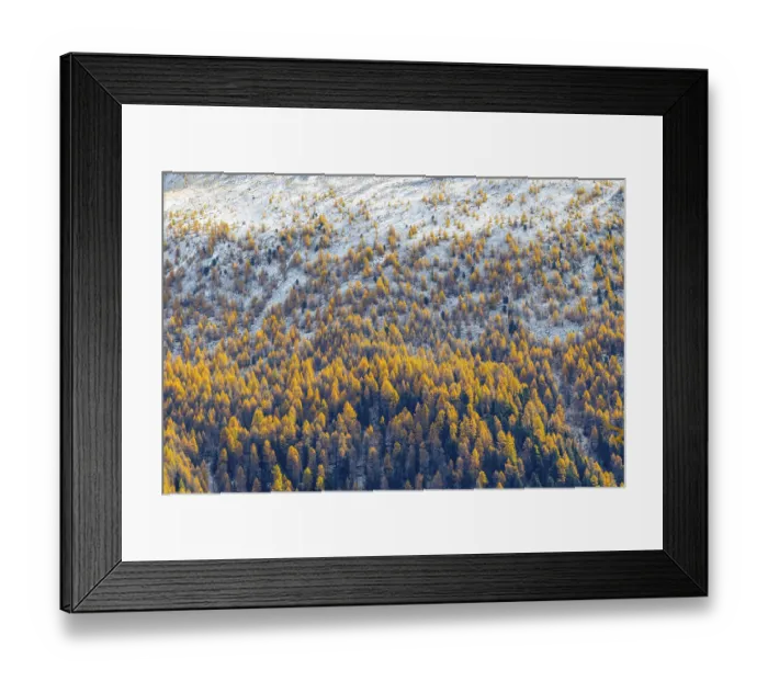 Framed Print : Larch forest (Larix) in autumn