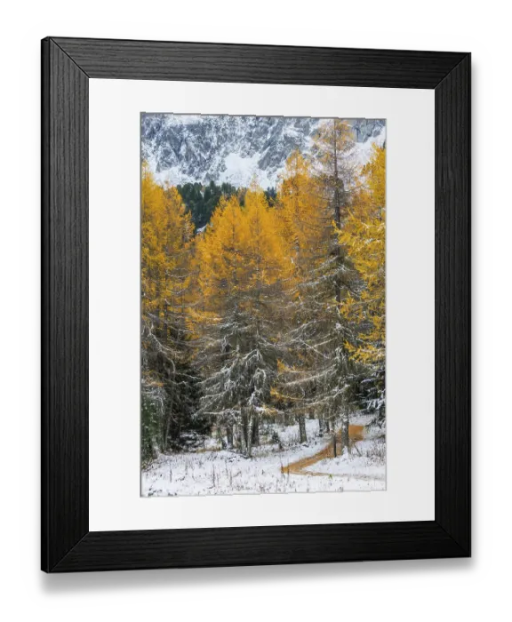 Framed Print : Hiking trail in the larch forest (Larix) in autumn