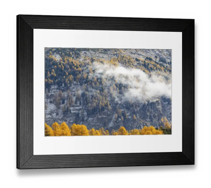 Framed Print : Larchenwald Larix) in autumn weather on the mountain