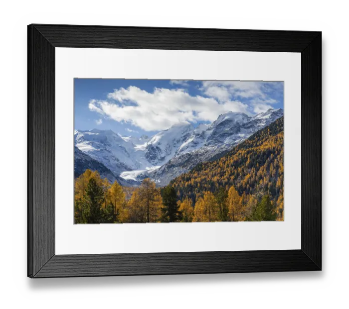 Framed Print : Morteratsch Glacier, mixed forest with larch trees (Larix) in autumn Framed Print : Morteratsch Glacier, mixed forest with larch trees (Larix) in autumn
