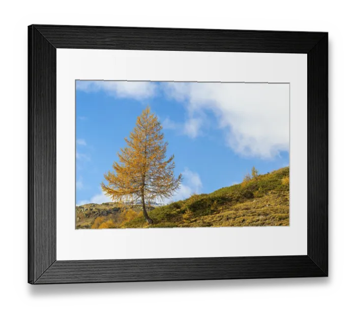 Framed Print : Larch (Larix) in autumn colors against blue skies