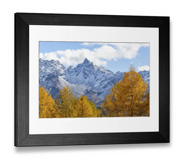 Framed Print : Larch trees (Larix) in autumn in front of mountain peaks