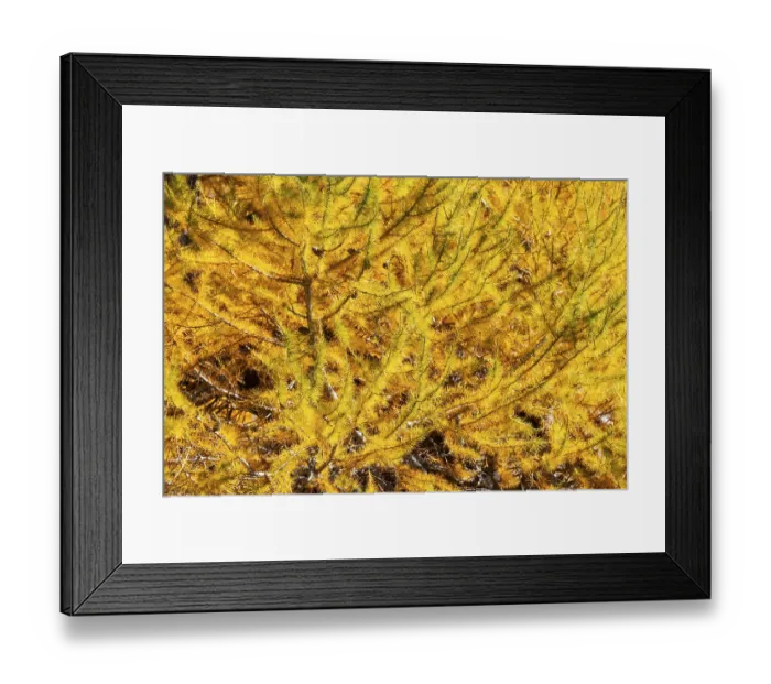 Framed Print : Larch (Larix) in autumn, autumn