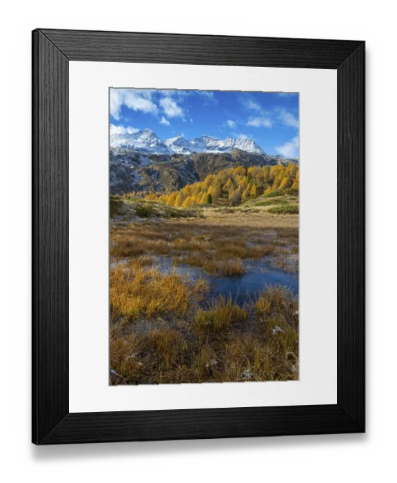Framed Print : Larches (Larix) in autumn in front of mountain peaks Framed Print : Larches (Larix) in autumn in front of mountain peaks