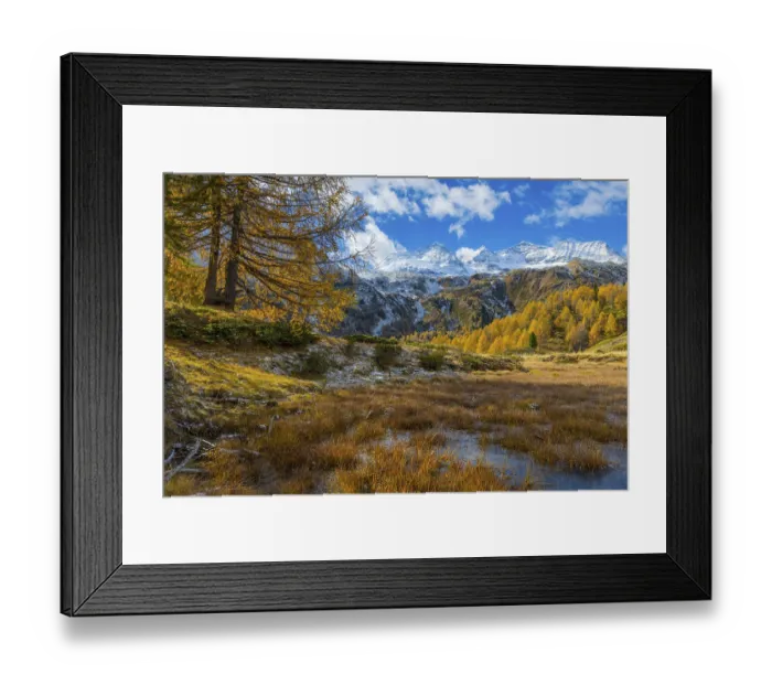 Framed Print : Larches (Larix) in autumn in front of mountain peaks with snow