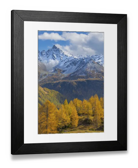 Framed Print : Larch trees (Larix) in autumn in front of mountain peaks with snow Framed Print : Larch trees (Larix) in autumn in front of mountain peaks with snow