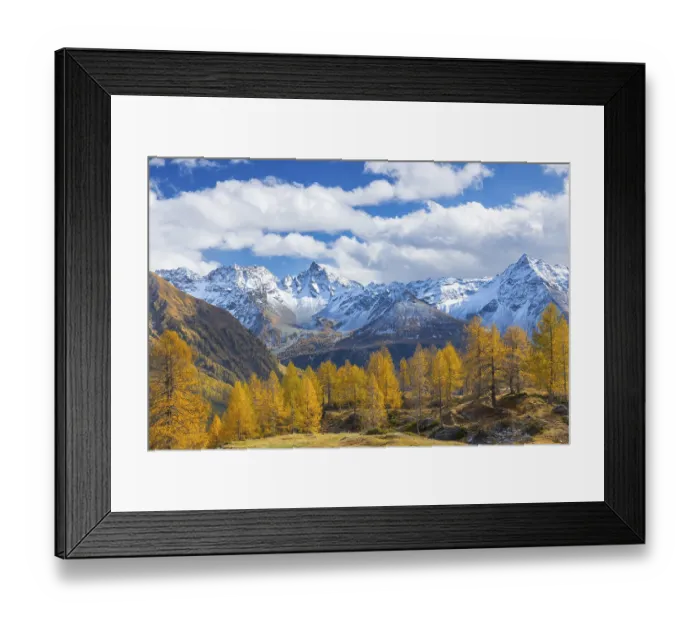 Framed Print : Larch trees (Larix) in autumn in front of mountain peaks with snow