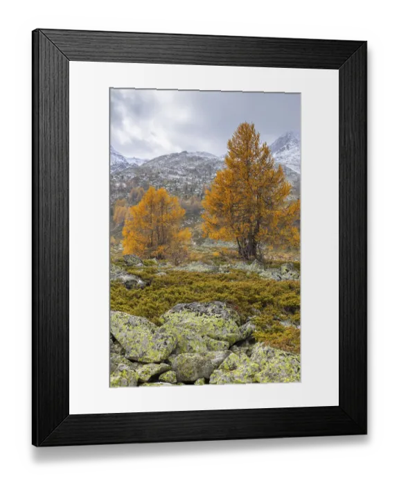 Framed Print : Larch trees (Larix) in autumn in front of mountain peaks with snow