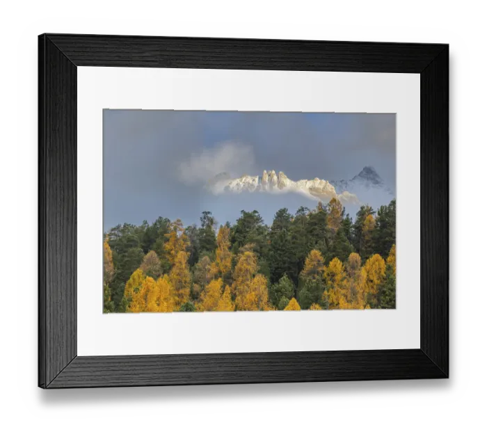 Framed Print : Mixed forest with larches (Larix) in autumn foliage off Piz Muragl