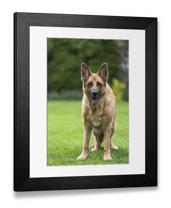 Framed Print : Senior German Shepherd dog resting on grass