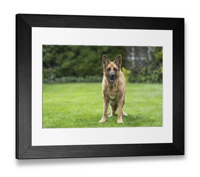 Framed Print : Senior German Shepherd dog resting on grass