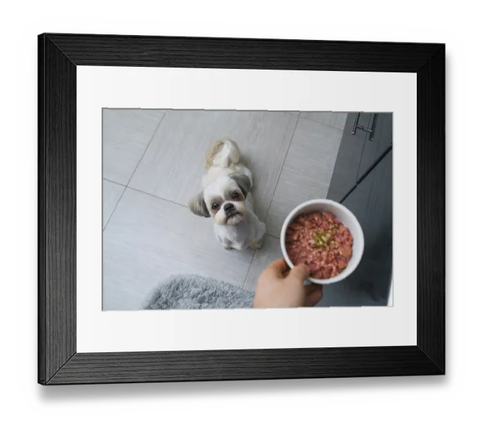 Framed Print : Shih tzu dog getting food from owner at kitchen