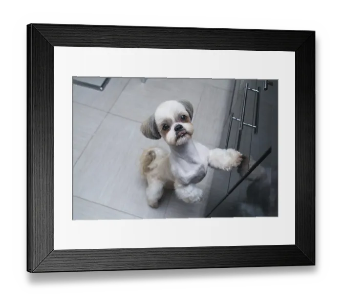 Framed Print : Shih tzu dog standing at kitchen and asking owner something to eat