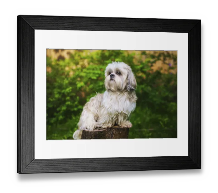 Framed Print : Shih tzu dog in garden sitting on stump and looking aside